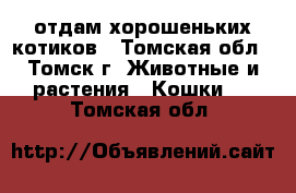 отдам хорошеньких котиков - Томская обл., Томск г. Животные и растения » Кошки   . Томская обл.